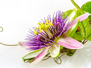 Passionsblume, ganz nah: Passiflora x belotti / Studio