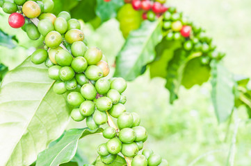 Green coffee beans growing on the branch
