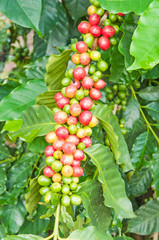 coffee beans