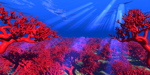 rote Korallen unter Wasser - obrazy, fototapety, plakaty