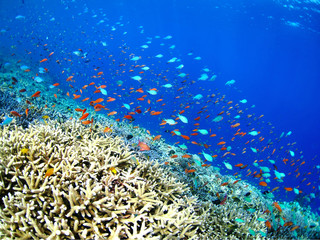 沖縄県宮古島の珊瑚と熱帯魚