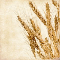 Vintage wheat 