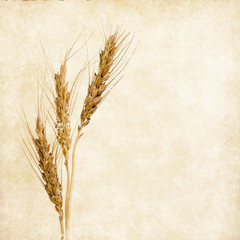 Vintage wheat