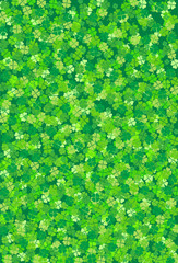 lucky clover on white background