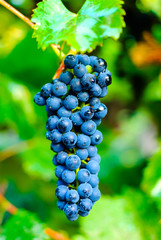 ripe grapes