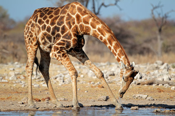 Naklejka premium Giraffe drinking water, Etosha National Park