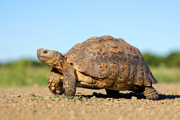Leopard tortoise
