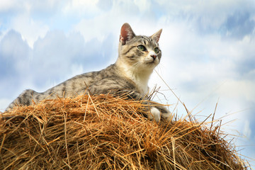 Striped, grey little cat sitting on hay.