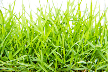 Green grass isolated on white background