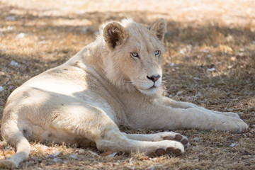 Fototapeta na wymiar Young white lion