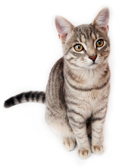 British Shorthair kitten on white background
