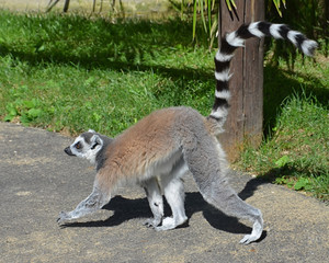 Walking Lemur
