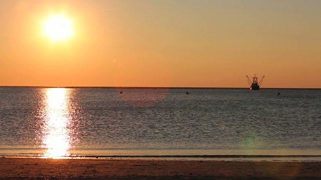 Krabbenkukter in Abendsonne