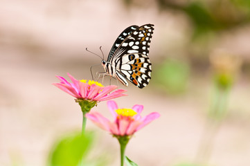 lime butterfly on flower close up