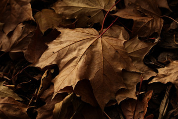 Jesienne liście © astaszczyk