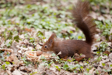 Eurasian red squirrel striving for a nut