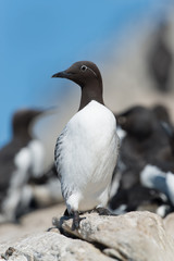 Trottellumme, Common Guillemot, Uria aalge