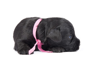Miniature Schnauzer black puppy