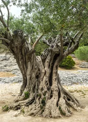 Printed kitchen splashbacks Olive tree Pont du Gard: old olive trees