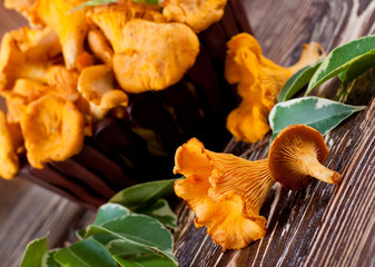 Chanterelle mushrooms in a basket with forest leaves