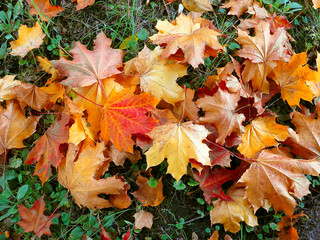 Colorful autumn leaves