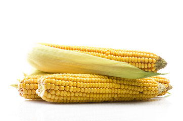 Fresh corn cobs close up on a white background