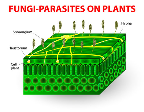 Fungi parasites on plants