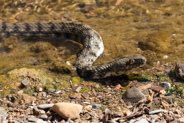Snake