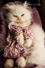 Kitten in a dress