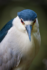 Black-crowned night-heron in Jamaica Bay, Queens, NY