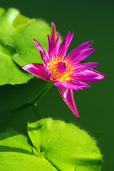 Close-up of colorful purple water lily