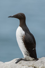 Trottellumme, Common Guillemot, Uria aalge
