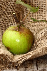 Apfelzweig mit frischem Apfel