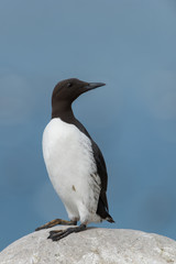 Trottellumme, Common Guillemot, Uria aalge