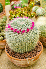 Cactus for sale in a small pot