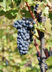 Naklejka premium Ripe black grapes on vine