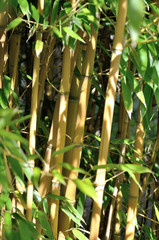 Bamboo background