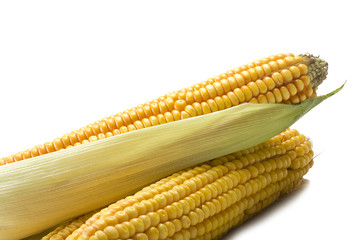 Fresh corn cobs close up on a white background