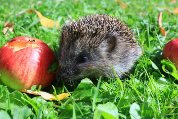Igel im Garten auf Rasen