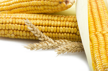 Fresh corn cobs close up on a white background