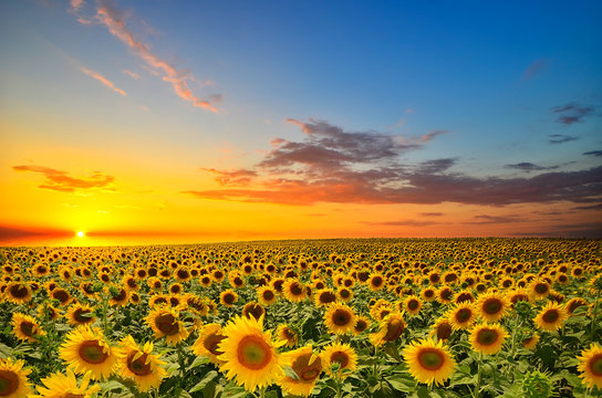 668,285 BEST Sunflower IMAGES, STOCK PHOTOS & VECTORS | Adobe Stock