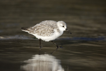 Sanderling, Calidris alba