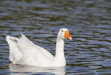 White Embden goose on lake