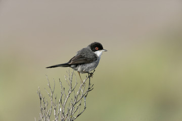 Sardinian warbler ,Sylvia melanocephala