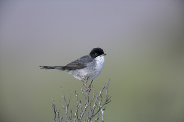 Sardinian warbler ,Sylvia melanocephala