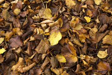 Foliage in Fall