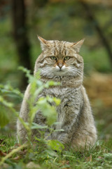 Naklejka na ściany i meble Scottish wildcat, Felis silvestris