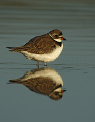 Semipalmated plover, Charadrius semipalmatus