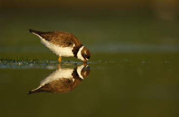 Semipalmated plover, Charadrius semipalmatus