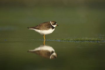 Semipalmated plover, Charadrius semipalmatus,